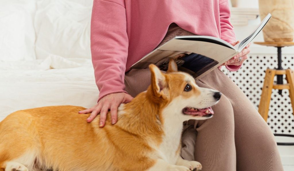 Bästa Hundbädden bäst i test