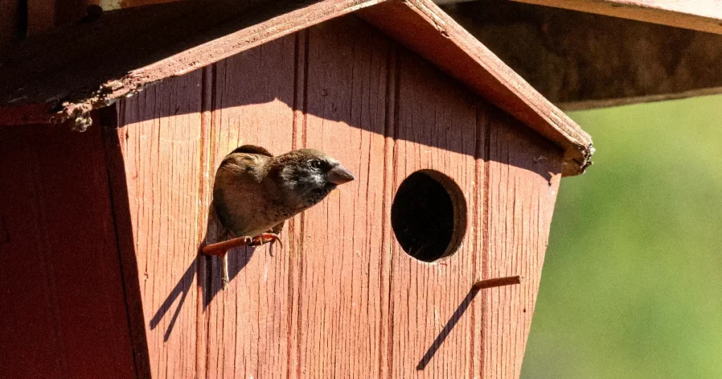 Bästa fågelholk test