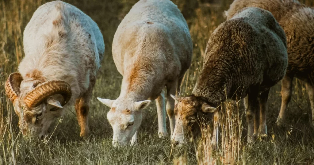 Bästa underställströja test