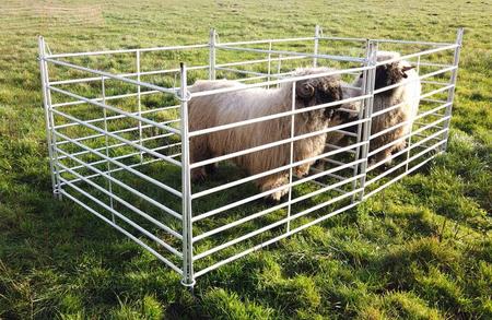 Fårgrind 150 cm - 10 st