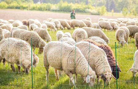 Kerbl, Fårnät - Topline plus