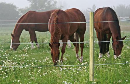 Horse Wire Hästtråd 250 m – 8 mm