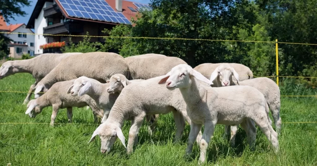 Bästa fårnät test