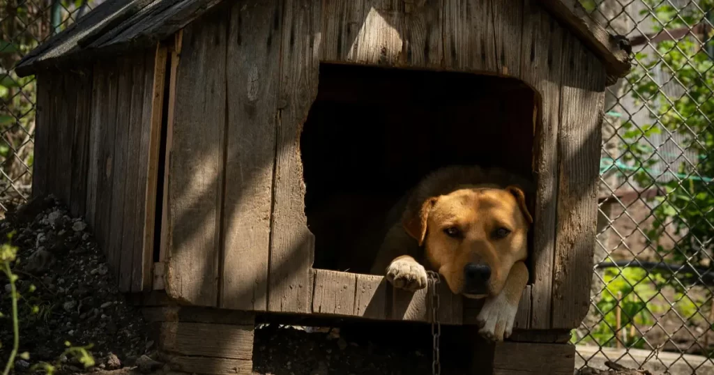 Bästa hundkoja test