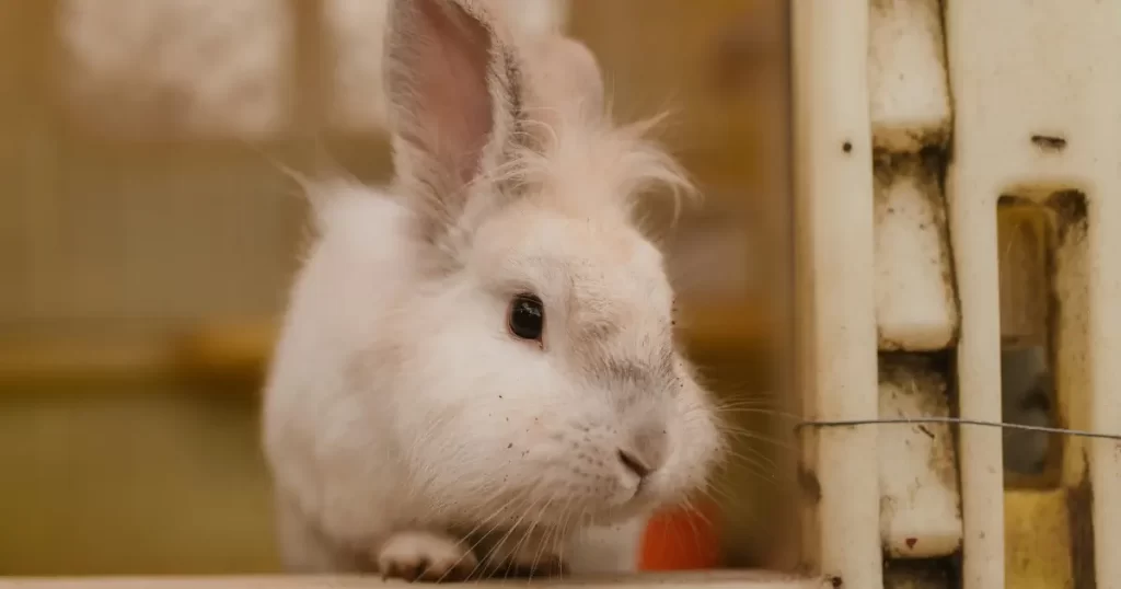 Bästa kaninhägn test