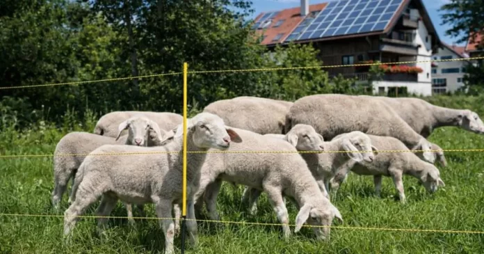 Test av Fårnät Easynet