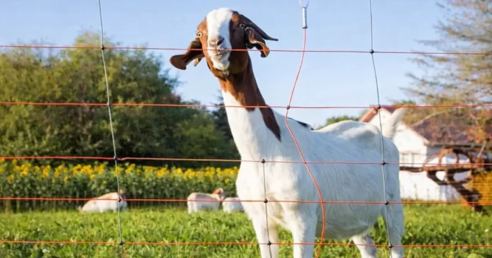 Test av Fårnät - TitanNet