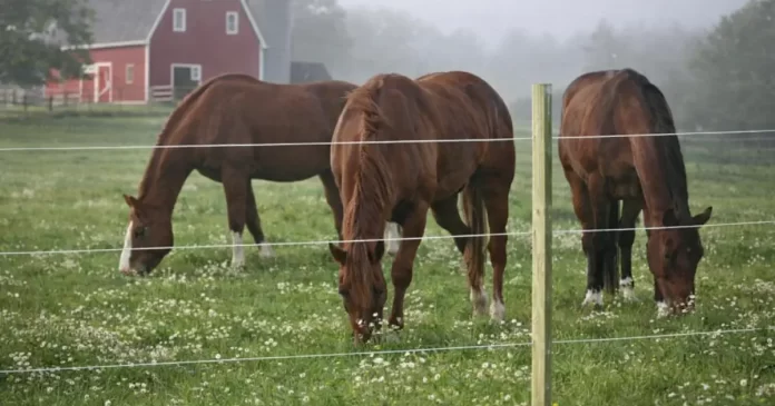 Test av Horse Wire Hästtråd 250 m 8 mm