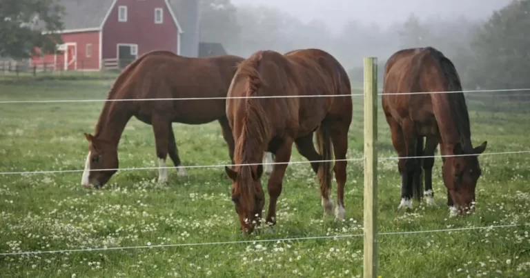 Test av Horse Wire Hästtråd 250 m 8 mm