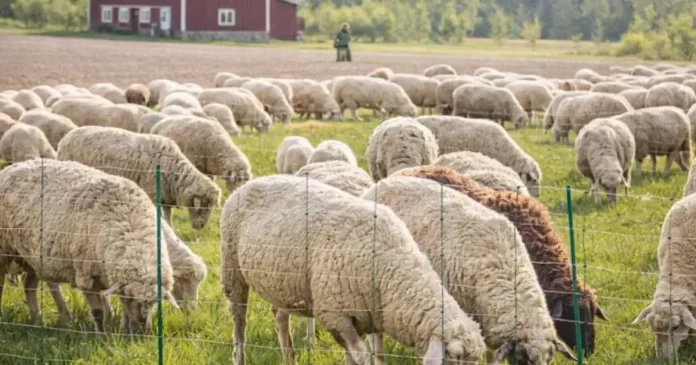 Test av Kerbl Fårnät Topline plus